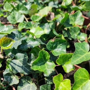 Brečtan popínavý (Hedera helix) - výška 30-50 cm, kont. C2L
